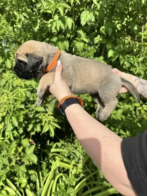 Mastiff  Orange De L'Arche De Jovie