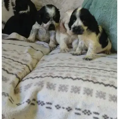 Chiots Cocker Anglais