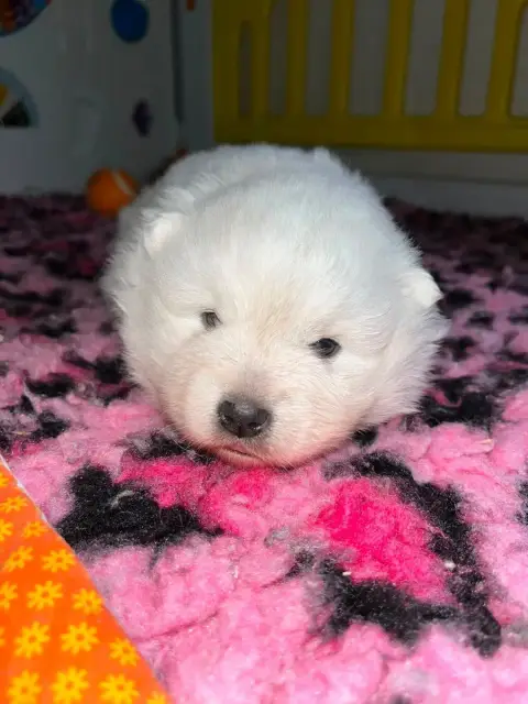 Spitz Japonais  Chiot N°2 Qc De Jerrie Black photo 2