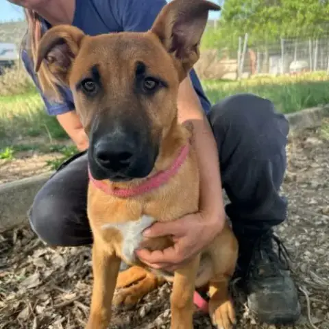 Sami, Chiot Femelle De 3 Mois