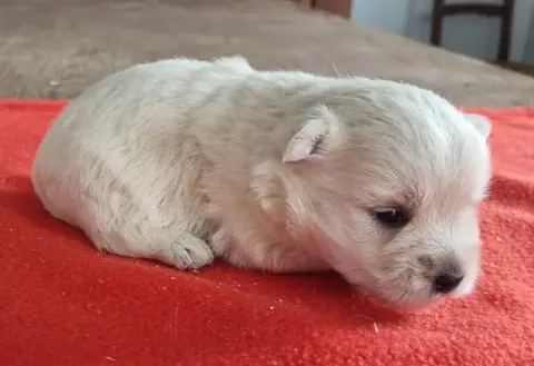 West Highland White Terrier  Chiot N°3 Des Hirondelle 40262 photo 2