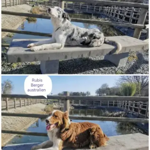 Femelles Border Collie Et Berger Australien