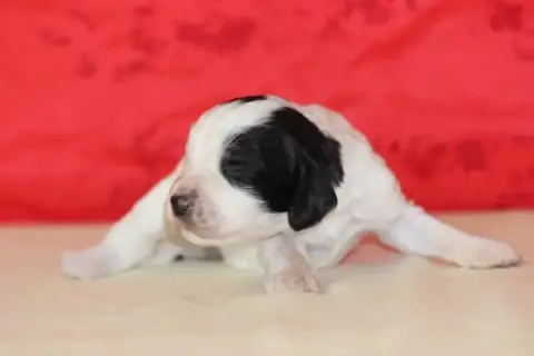 English Springer Spaniel  Femelle 4 Des Diamants Vert ded76