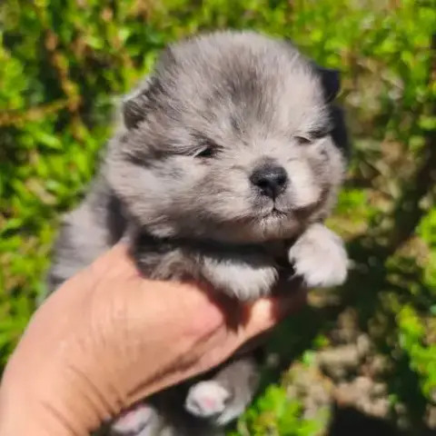 Chiot