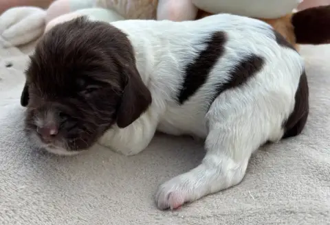 English Springer Spaniel  B.................... Des E 8c68e photo 2