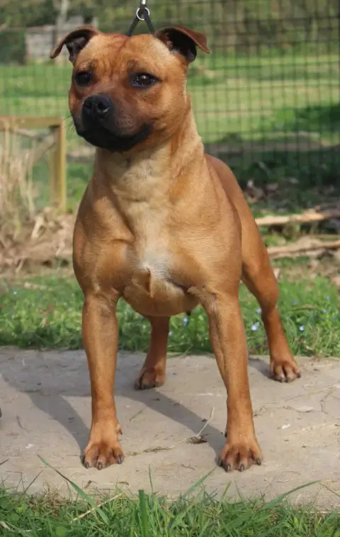 Staffordshire Bull Terrier  Chiot N°2 De Karysha photo 3