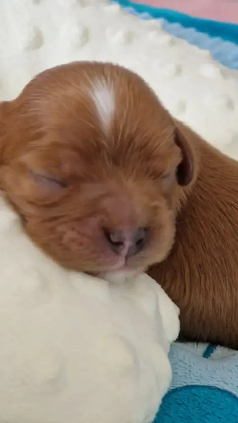 Cavalier King Charles Spaniel  Billy Les Cavaliers Du 8c154
