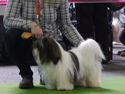 Lhassa Apso  Bb Des Gardiens Des Reves Sous Dun photo 2
