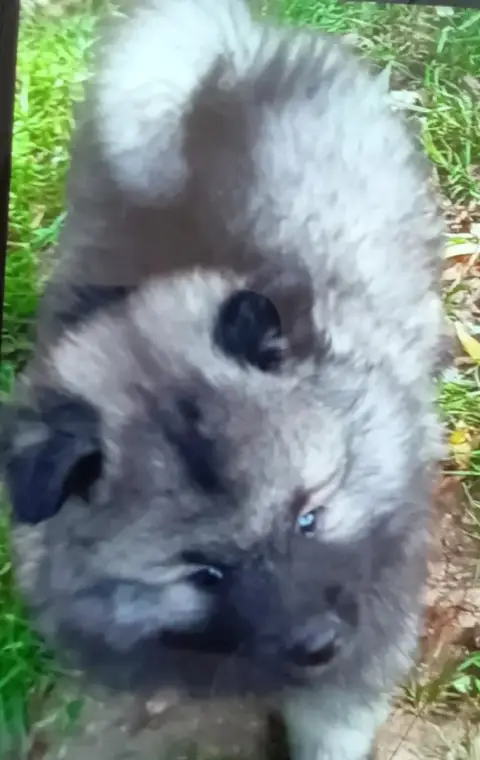 Spitz Allemand