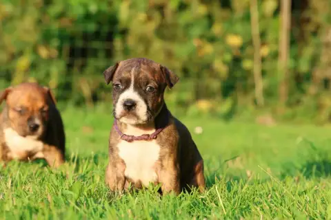 American Staffordshire Terrier  Broadway Style De Roc e3881