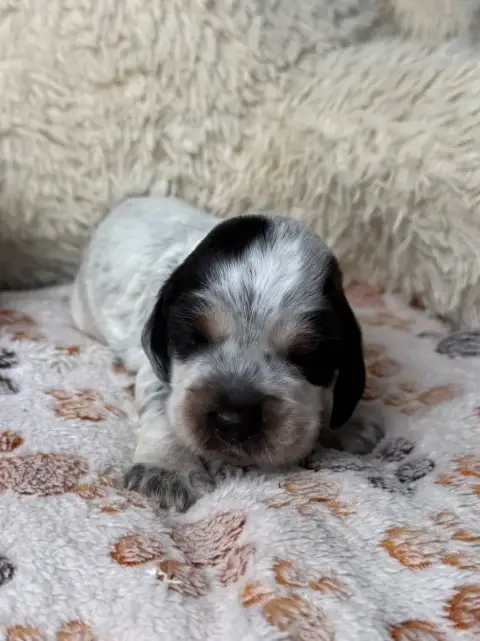 Cocker Spaniel Anglais  Chiot 1 Des Moulins Etoilés 89943