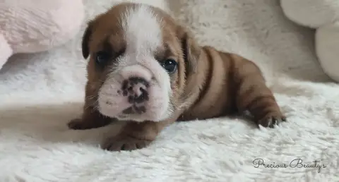 Bulldog Anglais 
                        B Precious B c45dc
