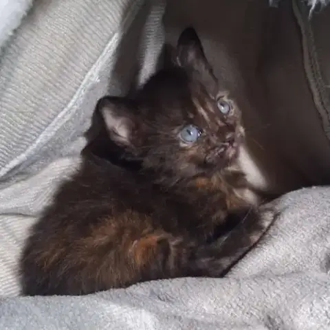 Chaton Cahuète