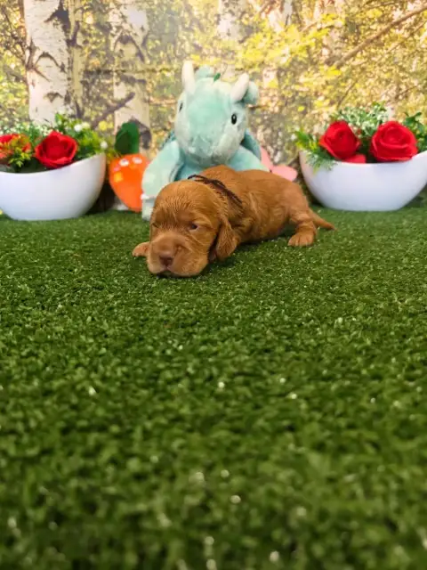 Cocker Spaniel Anglais  B........... Du Domaine De St 6b640 photo 2