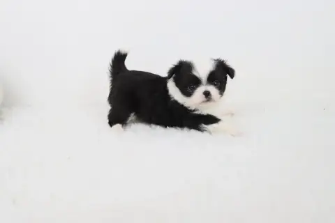 Chihuahua  Poil Long Noir Et Blanc 2 De La Grande Equ bcf17