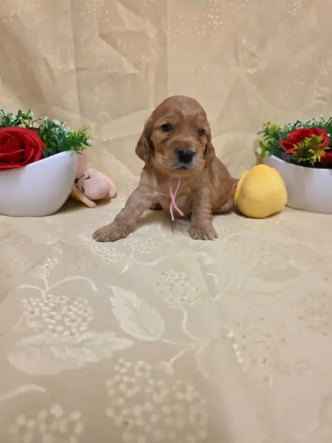 Cocker Spaniel Anglais 
                        B.... f87d8