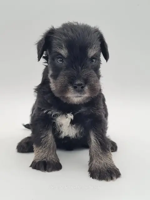Schnauzer Miniature  Ben-