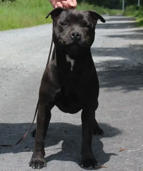 Staffordshire Bull Terrier  Bright Star De Karysha photo 3