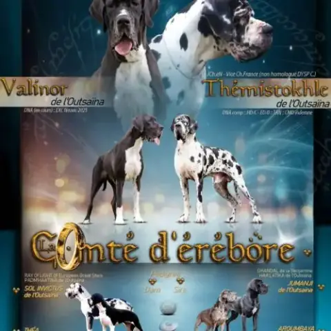 Chiots Dogues Allemand Lof Disponibles