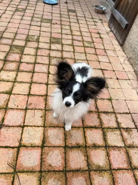Epagneul Nain Continental (Papillon)  Aiko Les Ailes  68143
