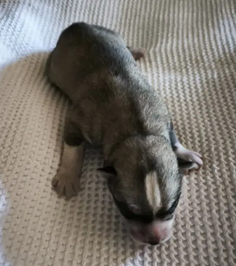 Siberian Husky  Chiot 1 Blue Escape photo 2