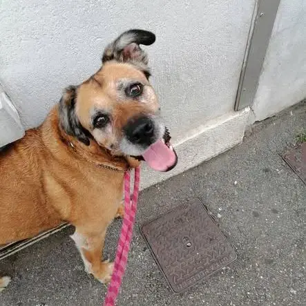 Chien Atthila À L Adoption
