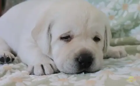 Labrador Retriever  Bardy Of The Seventh Wave