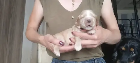 Cocker Spaniel Anglais  Chiot N°4 Of Kim And Co