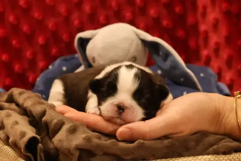 Shih Tzu  Aly Leen De La Nuit Etoilée De Méline