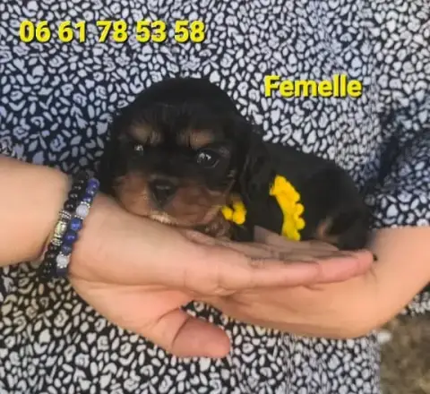 Cavalier King Charles Spaniel  Chiot N°5 Des Rives Du 66414