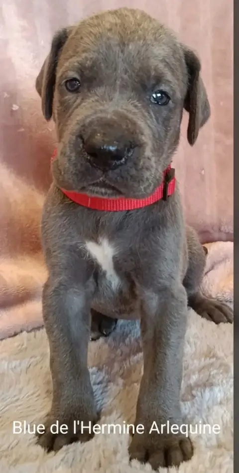 Adopter Dogue Allemand 
                        Blue De L'Her 7e3f5