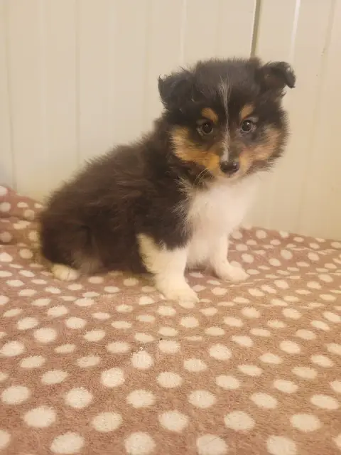 Shetland Sheepdog  Chiot N°3 Des Terres De Bourguenai ff9c7