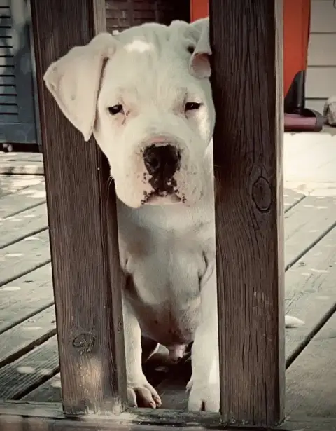 Dogo Argentino  B... Del Sueño Latino Del Sueno Latin 55dc9