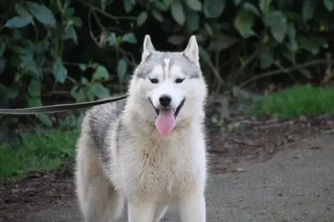 Siberian Husky  Asterix Gris Des Legendes Du Triskel 5957a