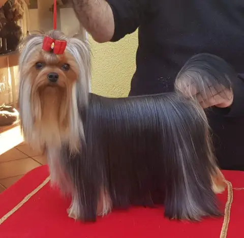 Yorkshire Terrier  Bloomy- photo 3