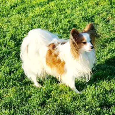 Chiots Épagneul Nain Continental Papillon