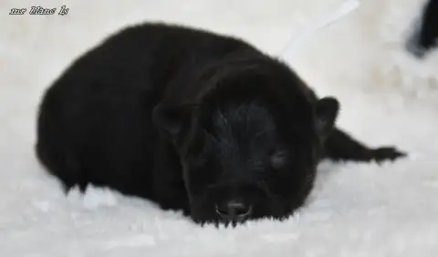Eurasier  Chiot 4 Des Legendes De Retz photo 3