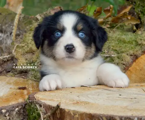 Berger Australien  Chiot N°5 Des Monts De La Gaya Sci b33cb photo 2