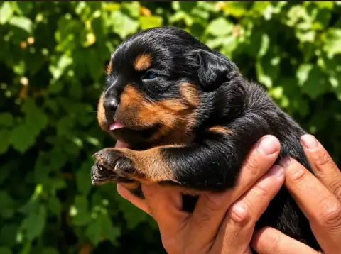 Rottweiler  Chiot N°1 Des Légendes D'Irac