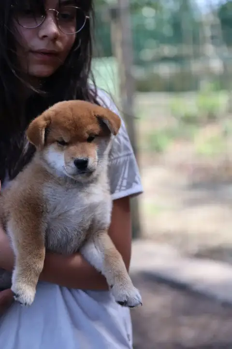 Shiba photo 3