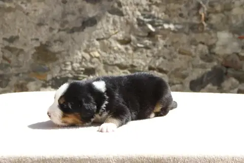 Bouvier Bernois  Chiot 8 De La Vallée De L'Hyrome photo 3