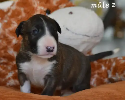 Bull Terrier photo 2