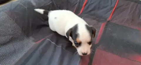 Jack Russell Terrier  Chiot 2 De L'Etang De Rochefort 2b86d photo 2