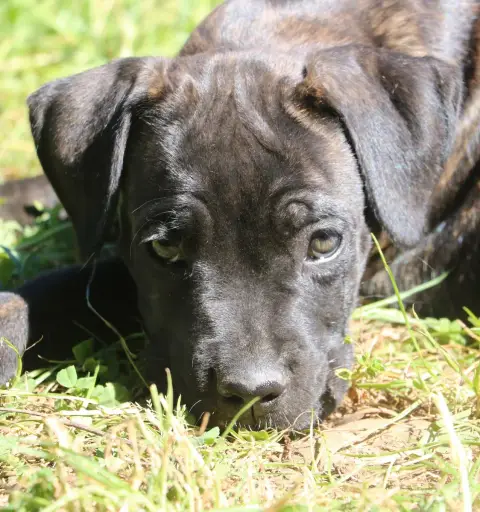 Cane Corso  Bebop Dei Protettori Della Corona photo 2