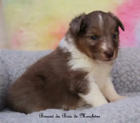 Shetland Sheepdog  Bonsaï Du Bois De Morchène