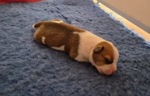 Staffordshire Bull Terrier  Beautiful Dream De Gaia V 5fac3 photo 2