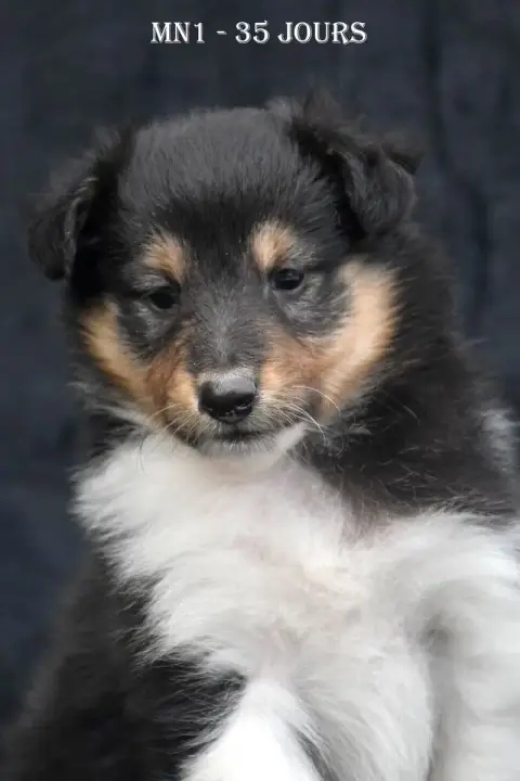 Shetland Sheepdog  Mn1 - photo 2