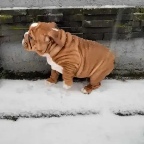 Magnifique Bouledogue Anglais Pour Saillie