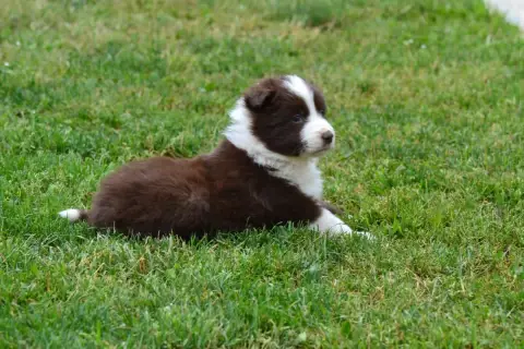 Border Collie  B..... De La Colline D Ans De La Colli 5a079