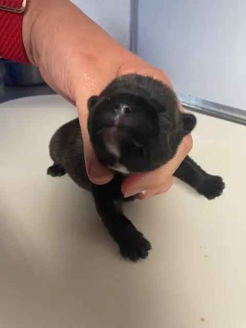 Bouledogue Français 
                        Barbibul 5fa78